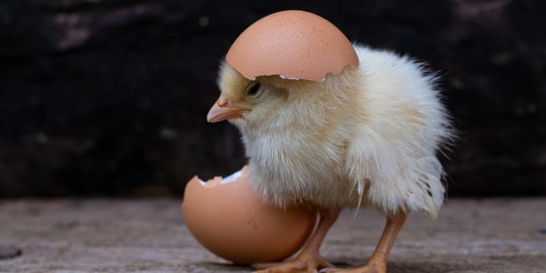 ¿Qué fue primero el huevo o la gallina? Te damos la respuesta definitiva