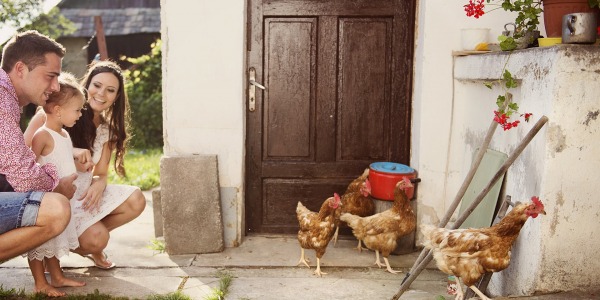 Avicultura para principiantes: ¿Qué necesito para iniciarme en la avicultura y tener mis propios huevos ecológicos?