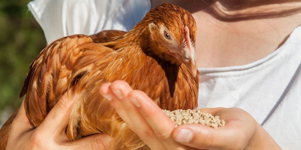 Cómo hacer una economía circular con nuestras gallinas