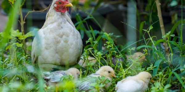 Nidos para gallinas: Todo lo que debes saber para la cría de tus pollitos
