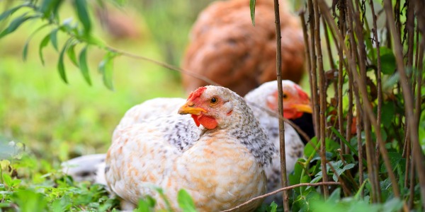 ¿Es el ruido peligroso para las gallinas?