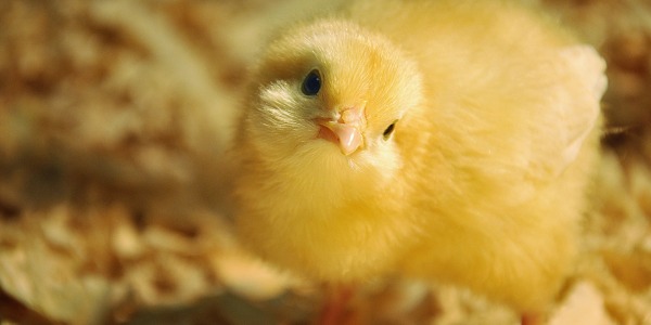 Guía y curiosidades sobre pollos y pollitos