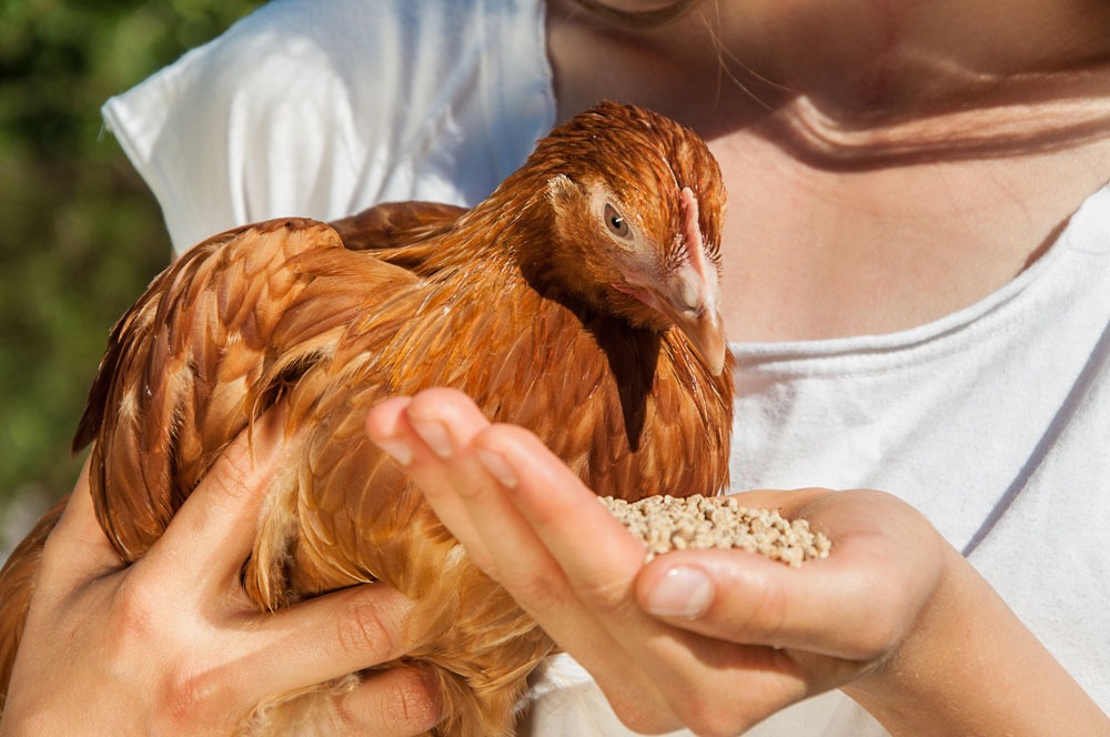 Cómo hacer una economía circular con nuestras gallinas