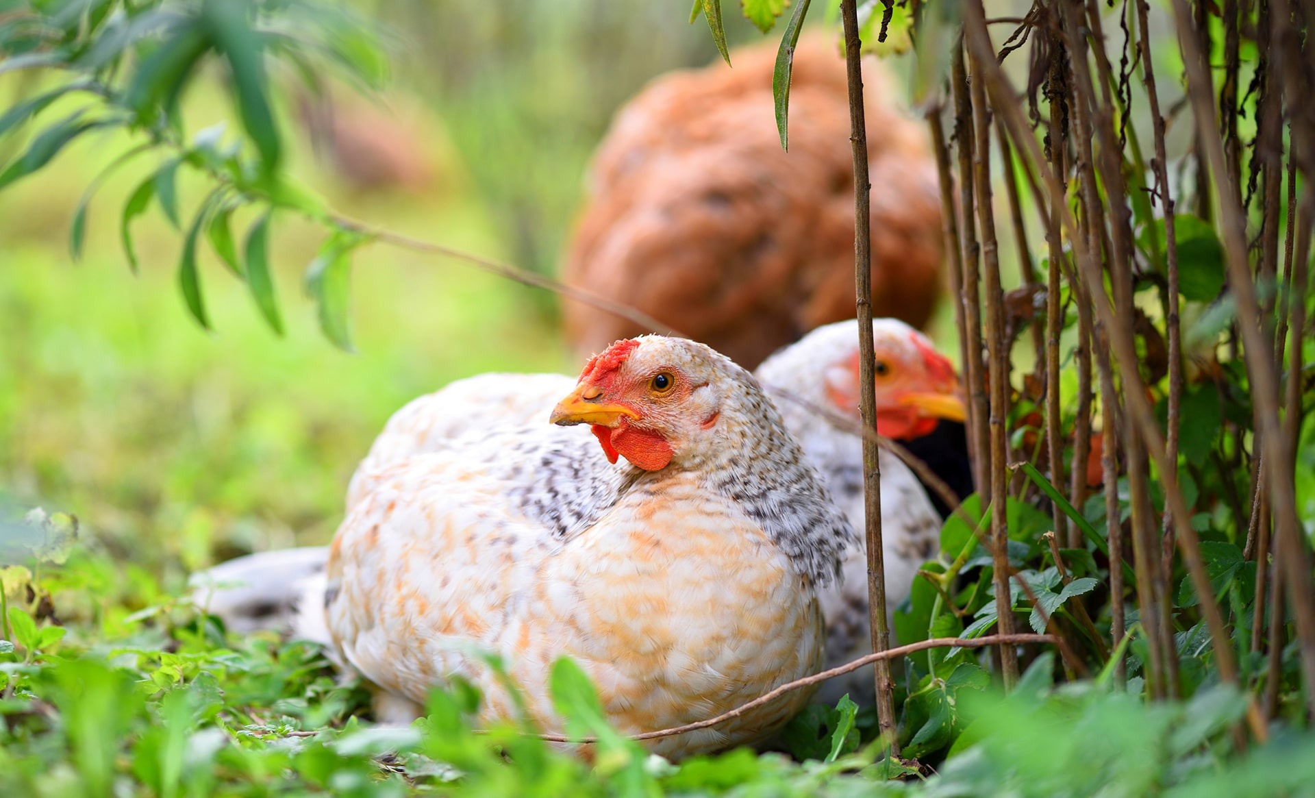 ¿Es el ruido peligroso para las gallinas?